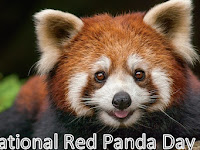 International Red Panda Day - 18 September.