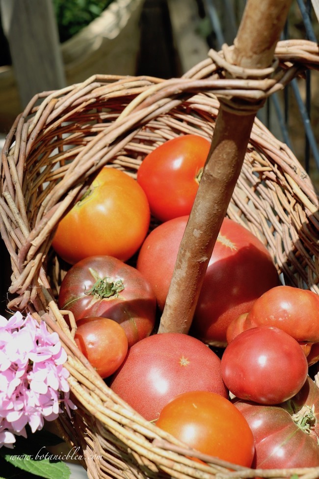 Consult local garden centers for suggestions about which tomato varieties to grow in your area