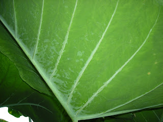 Elephant ears