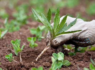 Weeding the Yard