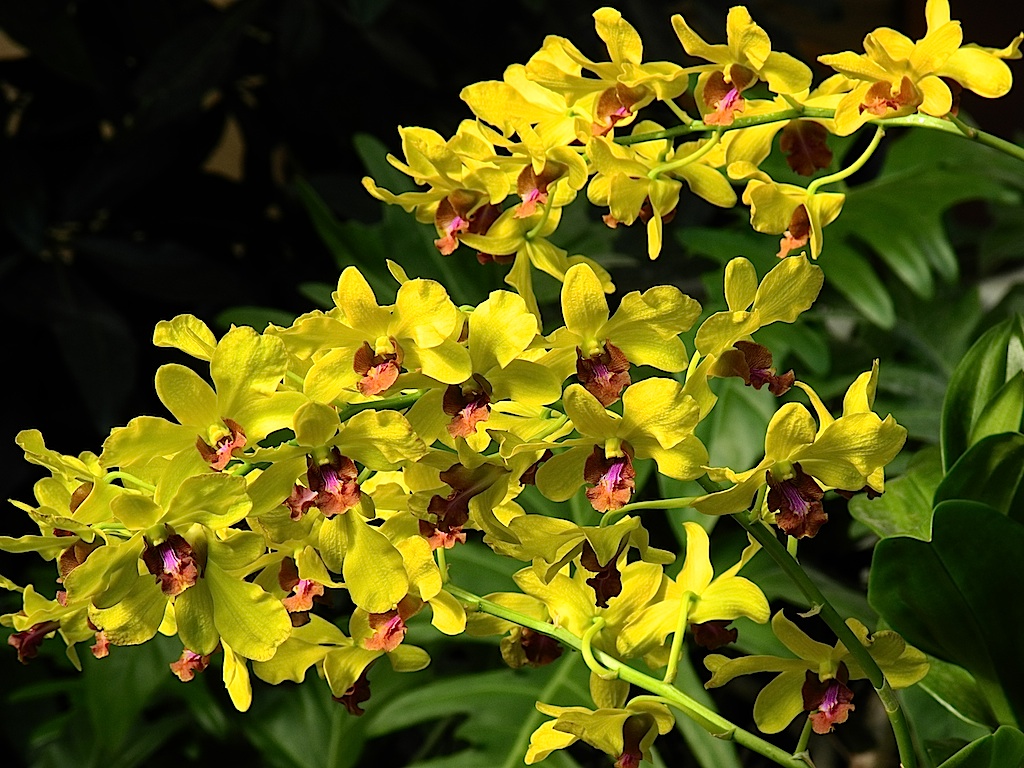 Bunga Orkid: Masih Tentang Orkid Dendrobium