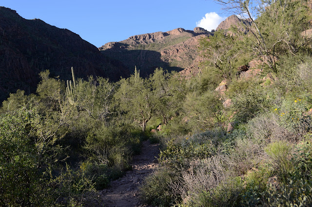 Hieroglyphics Canyon has a lot of green