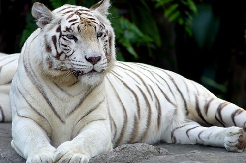 White Tiger