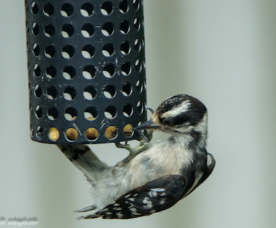 female downy woodpeckers
