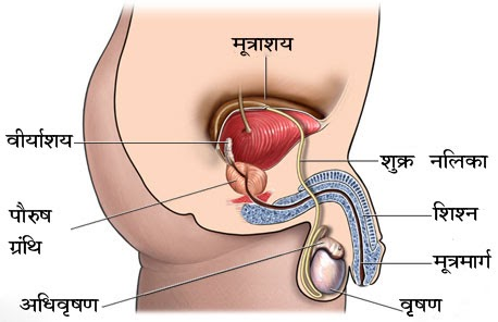 Ashthila Lingodrek Ling ka Galnaa v Paurush Granthi mein Vriddhi ka Upchar