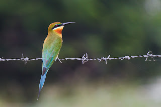 A Blue-tailed Bee-eater photographed in Anuradhapura, Sri Lanka