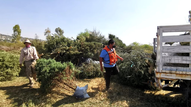 SOAPAMA entrega árboles navideños donados por atlixquenses a la tribu de Africam Safari