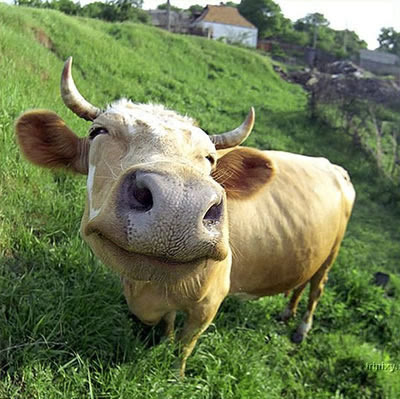 Funny Cow