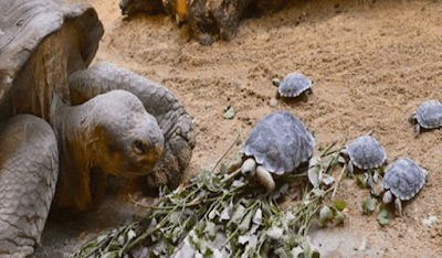 Endangered 80-year-old tortoise becomes a first-time mom