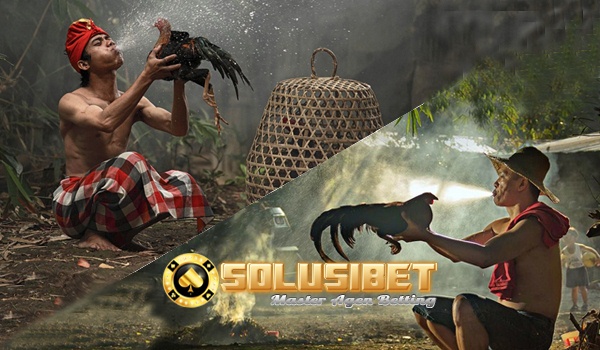 https://www.solusibet.com/sabung-ayam-online.htm