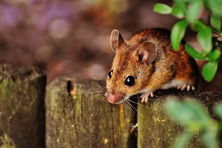 Cara Mengusir Tikus agar Tidak Kembali Lagi