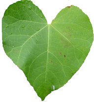 Jatropha curcas leaf