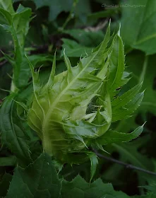 Ostrożeń warzywny Cirsium oleraceum, czarcie żebro zdjęcia informacje