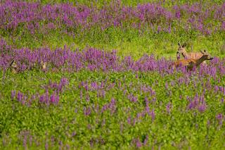 Wildlifefotografie Wild Rehbock Ricke Lippeaue