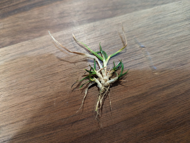 Is this Poa Annua?