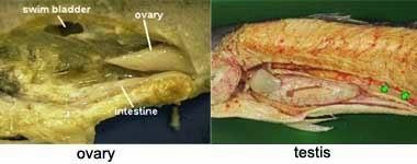 research PERBANDINGAN SISTEM REPRODUKSI VERTEBRATA 