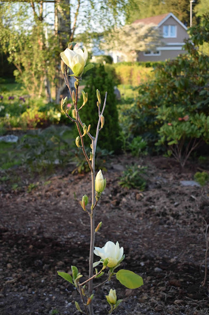 Magnolia odmiany 'Elizabeth'