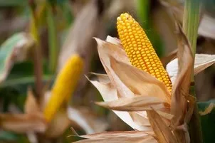 The World's 6 Biggest Corn Producers