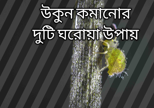 উকুন দূর করার উপায়,উকুনের ডিম দূর করার উপায়,উকুন দূর করার উপায়,উকুন মারার সহজ উপায়,উকুন ও লিক দূর করার উপায়,মাথার উকুন দূর করার উপায়,উকুন দূর করার ঘরোয়া উপায়,উকুন দূর করার ঘরোয়া উপায়,উকুন নাশক শ্যাম্পু,উকুন,উকুন দূর করার সহজ উপায়,উকুন তাড়ানোর ঘরোয়া উপায়,মাথার উকুন দূর করার ঘরোয়া উপায়,উকুন মারার উপায়,উকুন তাড়ানোর প্রাকৃতিক উপায়,লিকি দূর করার উপায়,মাথার উকুন আর লিকি দূর করার সহজ উপায়,উকুন মারার সহজ উপায়,লিকি দূর করার উপায়