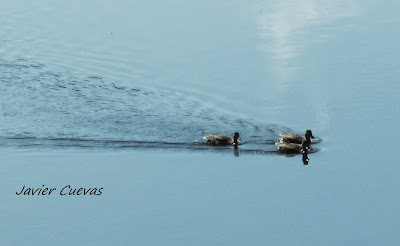 Patos en el Sella.  Grupo Ultramar Acuarelistas