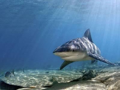  Bull shark Picture 