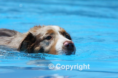 Dock Dogs