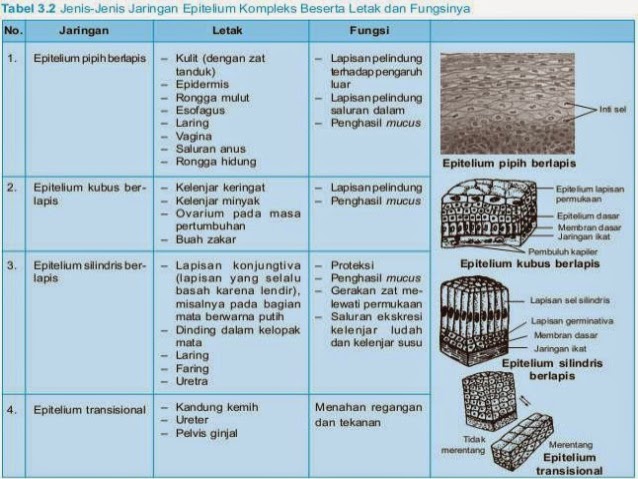 Sifat Ciri Ciri  dan Fungsi Jaringan  pada Tumbuhan dan 