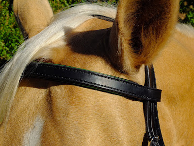 Frontalino taglia Cob in cuoio nero con imbottitura in pelle manifattura artigianale italiana