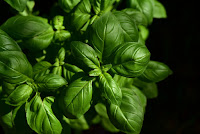 bazylia, basil