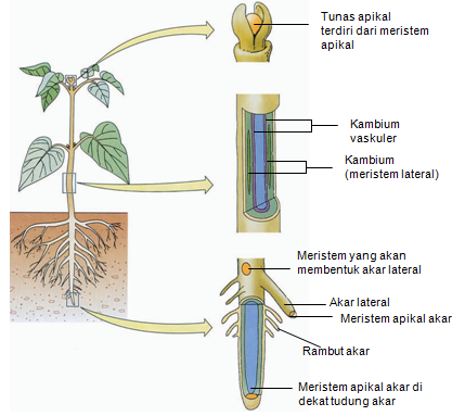 meristem.