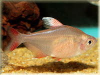 Rosy Tetra Fish Pictures