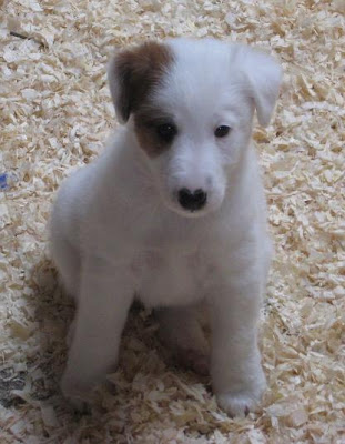 Smooth Fox Terrier Puppy Picture