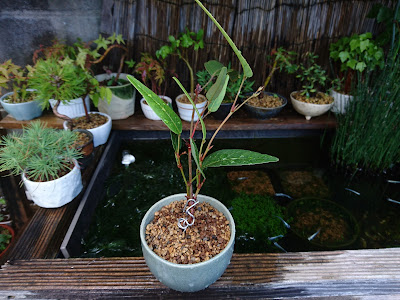 ハーデンベルギア　ミニ盆栽