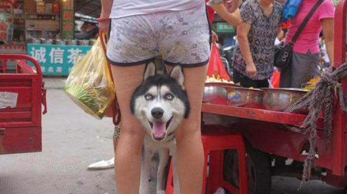 GAMBAR KEPALA ANJING YANG NYEMPIL DI SELANGKANGAN CEWEK 