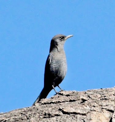 "Blue Rock Thrush - winter visitor, not uncommon,sitting on a rock Mt Abu."