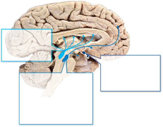 Brain Regions And Neuronal Pathways1