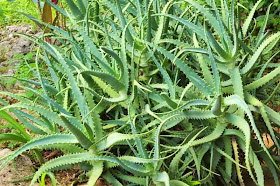 Aloe Vera,plant,herb