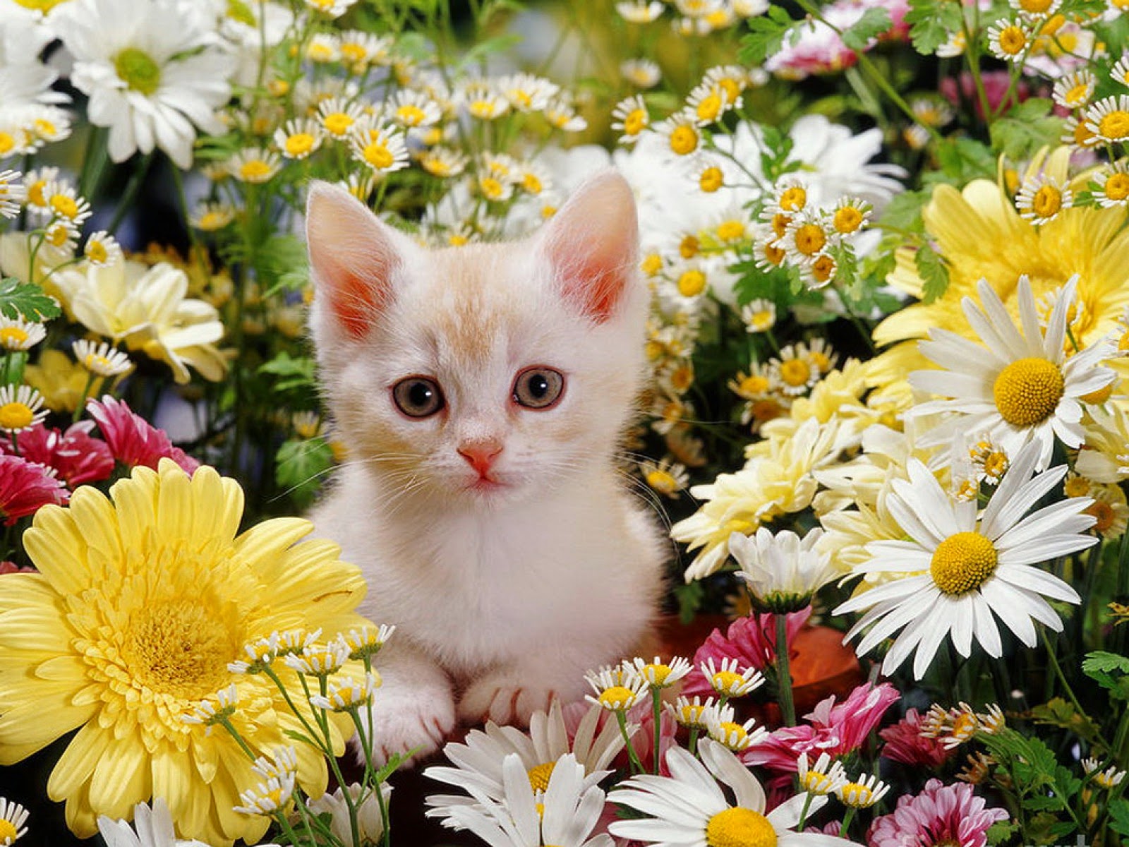 アリスと百合の不思議な世界 画像 可愛い バーミラの仔猫 クリーム色 Cream Burmilla Kitten 壁紙 猫 花