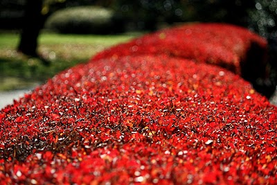 季節の紅色