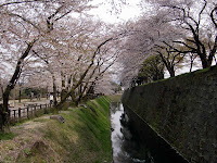 お堀の桜