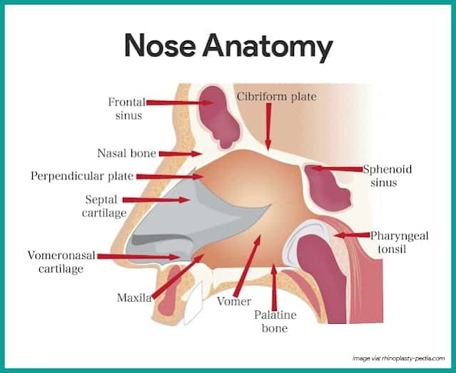 Solunum Sistemi Anatomisi