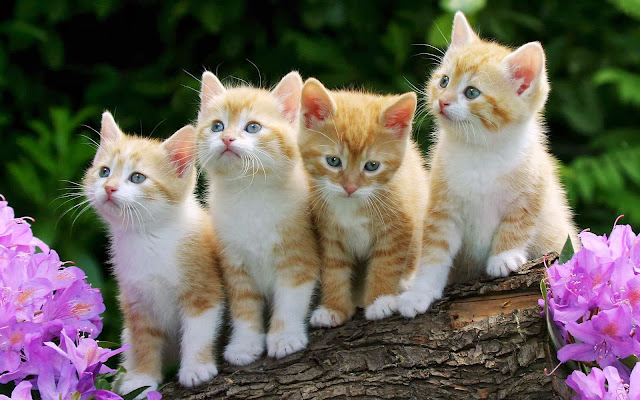 Four Funny Cat Hd Wallpaper Animals Wallpapers