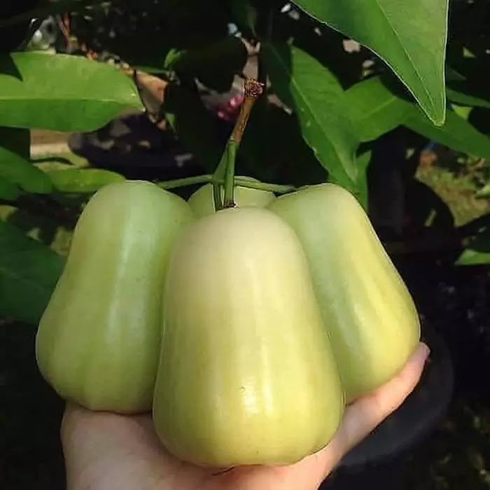 bibit jambu madu deli hijau super unggul Palembang