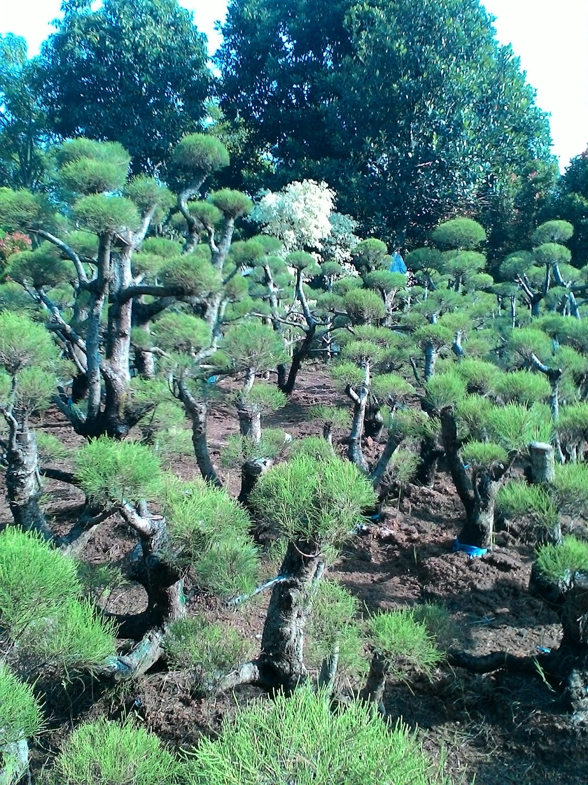 POHON CEMARA UDANG BONSAI CEMARA UDANG JUAL TANAMAN 