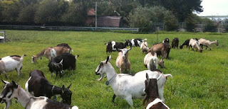 what is goat farming