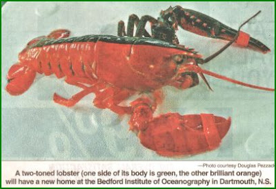 Rare two-toned lobster caught off Nova Scotia