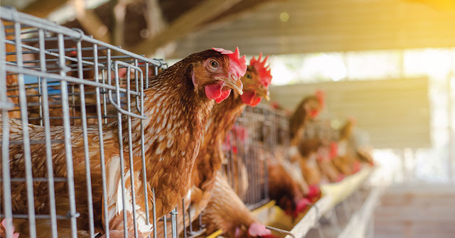 Peluang Bisnis Ayam Petelur