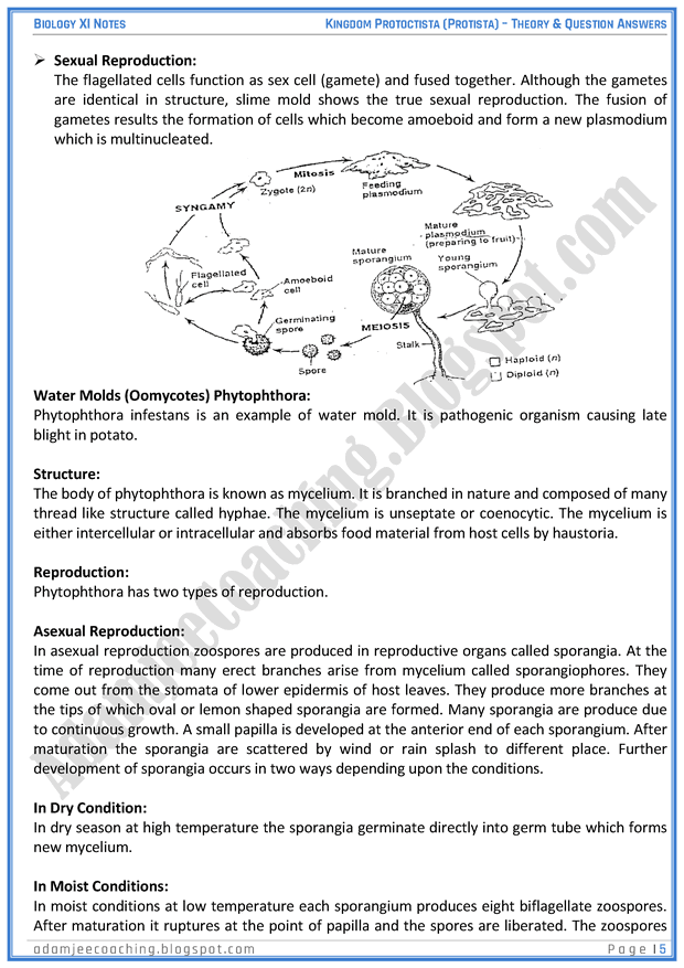 kingdom-protista-protoctista-descriptive-question-answers-biology-11th