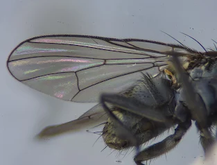 Anthomyiidae