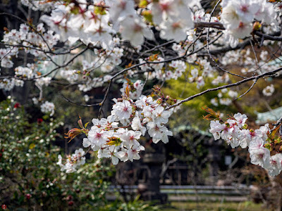 Someiyoshino-zakura (Prunus yedoensis) flowers: Eisho-ji